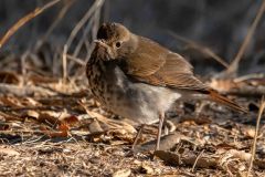 2022-10-Pinnacles-NP-045