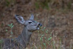 2022-10-Pinnacles-NP-096