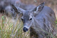 2022-10-Pinnacles-NP-099