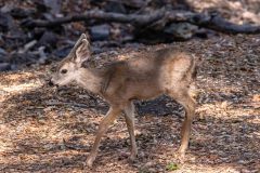 2022-10-Pinnacles-NP-196