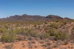 2022-04-Organ-Pipe-NM-126-Pano