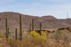 2022-04-Organ-Pipe-NM-162-Pano