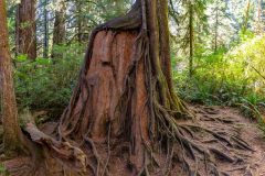 2022-09-Olympic-NP-261-Pano