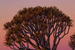 2023-07-Quiver-Trees-076