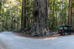 2022-10-Redwood-NP-026-Pano