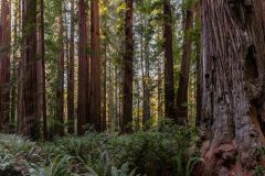 2022-10-Redwood-NP-043-Pano