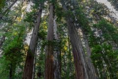 2022-10-Redwood-NP-058-Pano