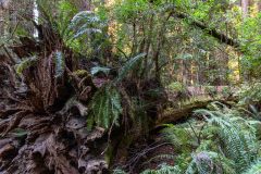 2022-10-Redwood-NP-066