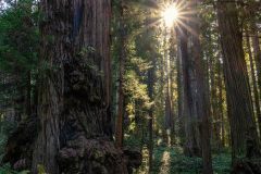 2022-10-Redwood-NP-123-Pano