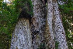 2022-10-Redwood-NP-151