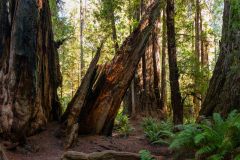 2022-10-Redwood-NP-154-Pano