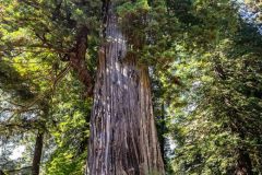 2022-10-Redwood-NP-164-Pano