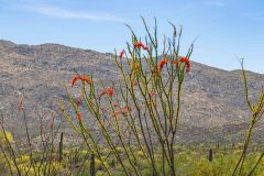 2022-04-Saguaro-NP-100