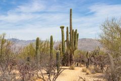 2022-04-Saguaro-NP-104