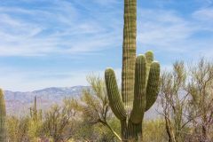 2022-04-Saguaro-NP-105