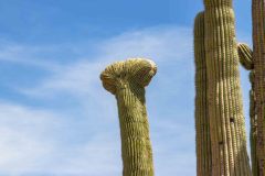 2022-04-Saguaro-NP-106