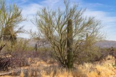 2022-04-Saguaro-NP-111