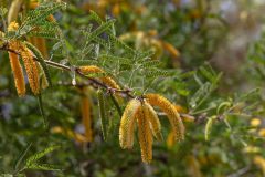 2022-04-Saguaro-NP-112