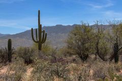 2022-04-Saguaro-NP-119