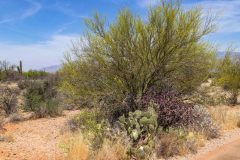 2022-04-Saguaro-NP-120