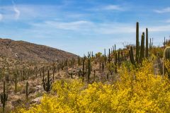 2022-04-Saguaro-NP-142