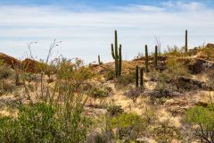 2022-04-Saguaro-NP-152