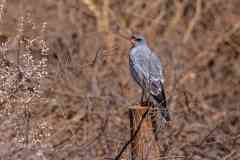 2023-07-Hardap-NWR-008-sh-3