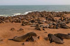 2023-08-Skeleton-Coast-016