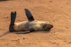 2023-08-Skeleton-Coast-100