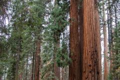 2022-10-Sequoia-NP-034