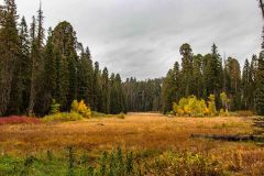 2022-10-Sequoia-NP-036