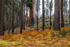 2022-10-Sequoia-NP-037