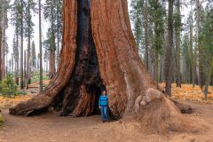 2022-10-Sequoia-NP-038-Pano