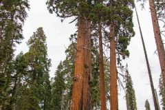 2022-10-Sequoia-NP-043