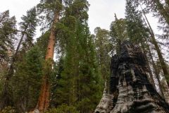 2022-10-Sequoia-NP-093-Pano