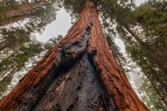 2022-10-Sequoia-NP-200