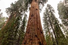 2022-10-Sequoia-NP-212