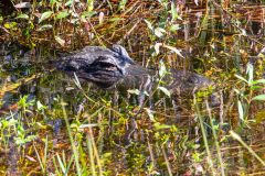 2022-11-Everglades-028