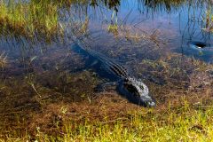 2022-11-Everglades-031