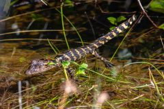 2022-11-Everglades-081