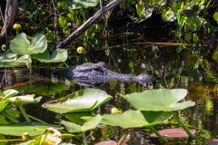 2022-11-Everglades-094