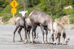 2022-07-Alaska-Highway-282