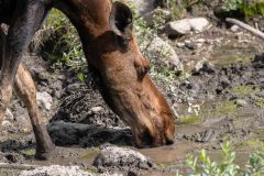 2022-07-Alaska-Highway-358