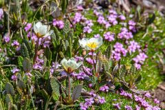 2022-07-Icefield-Parkway-146