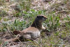 2022-06-Rocky-Mountains-NP-096