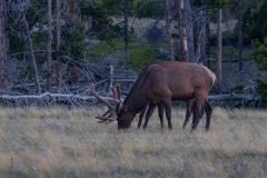 2022-06-Rocky-Mountains-NP-123