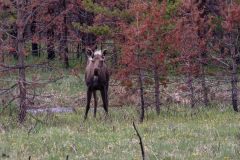 2022-06-Rocky-Mountains-NP-406