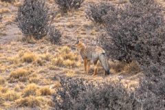 2023-02-Torres-del-Paine-0005