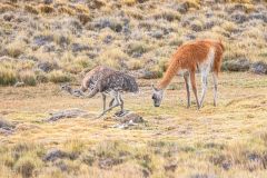 2023-02-Torres-del-Paine-0022