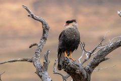 2023-02-Torres-del-Paine-0322